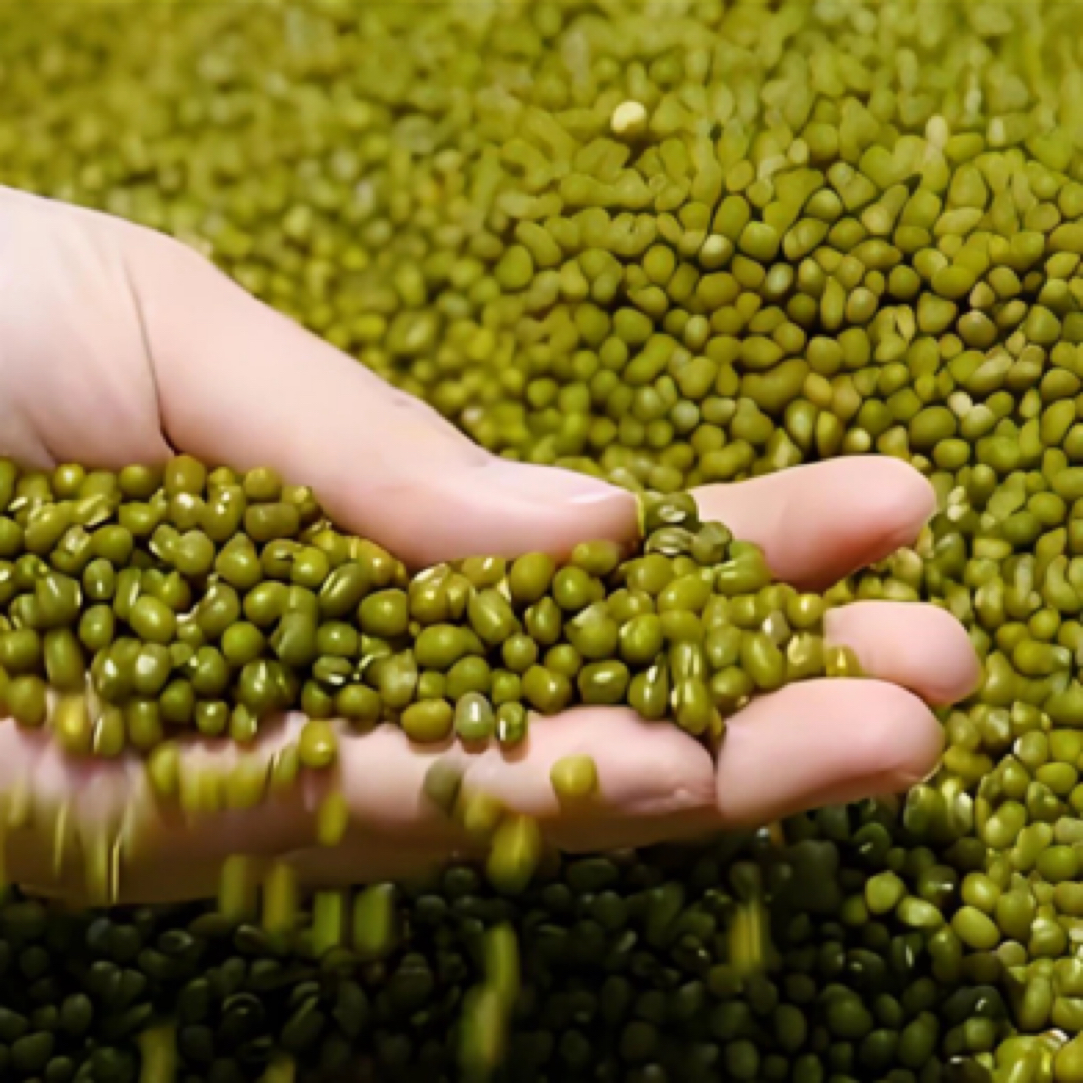 【绿豆】农家自己种植绿豆、煮粥