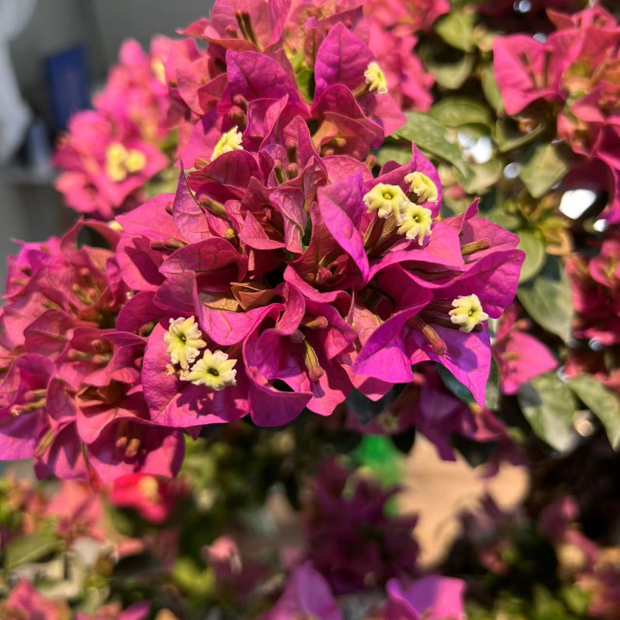 三角梅盆景一物一拍