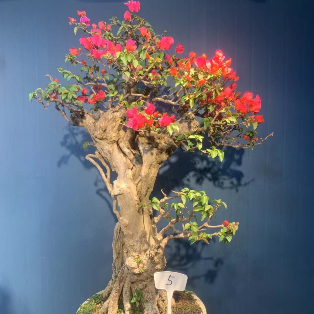 精品老桩同安红三角梅（一物一拍）