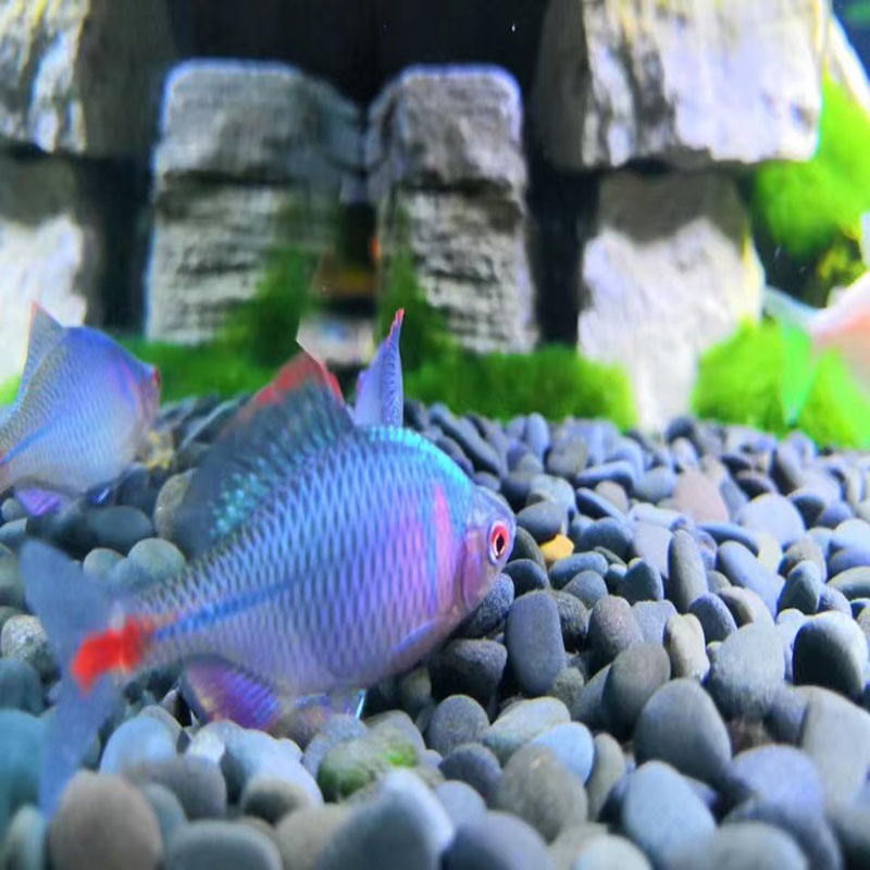 高体鳑鲏鱼七彩观赏鱼耐活除藻冷水淡水原生群游鱼
