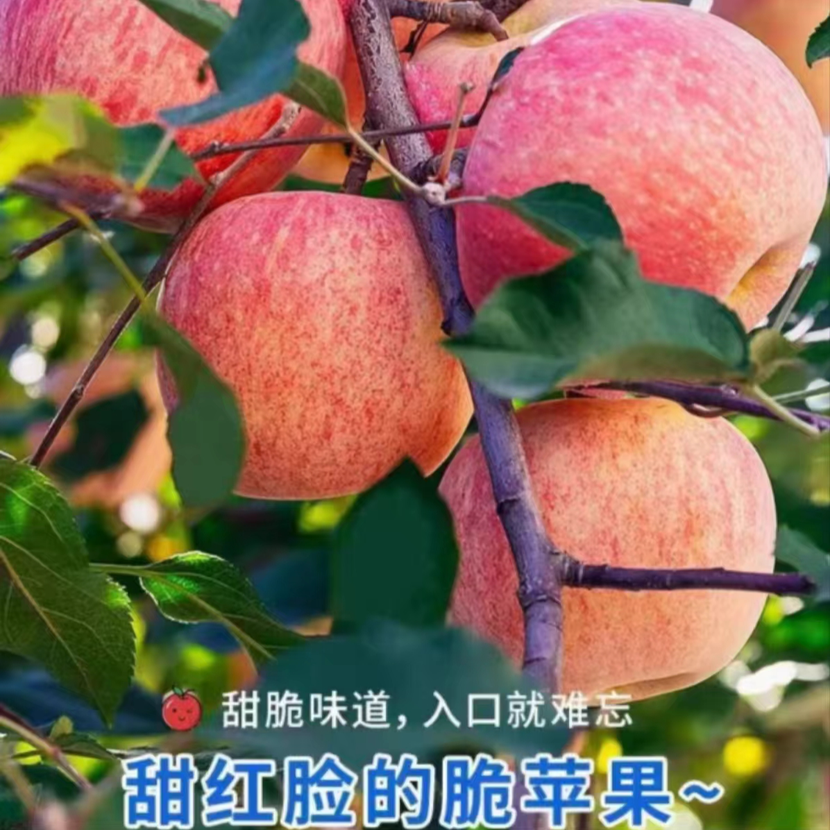 正宗烟台红富士 苹果脆甜多汁苹果