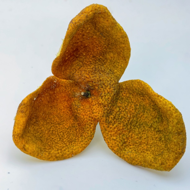 2024年新会陈皮梅江塞口围圈枝大红散装称重自然干仓陈化天然生晒