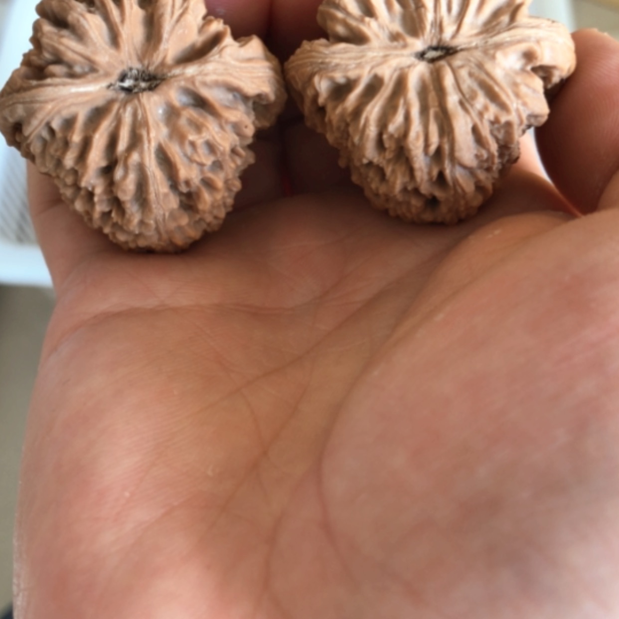 【闪购商品】木核雕大*