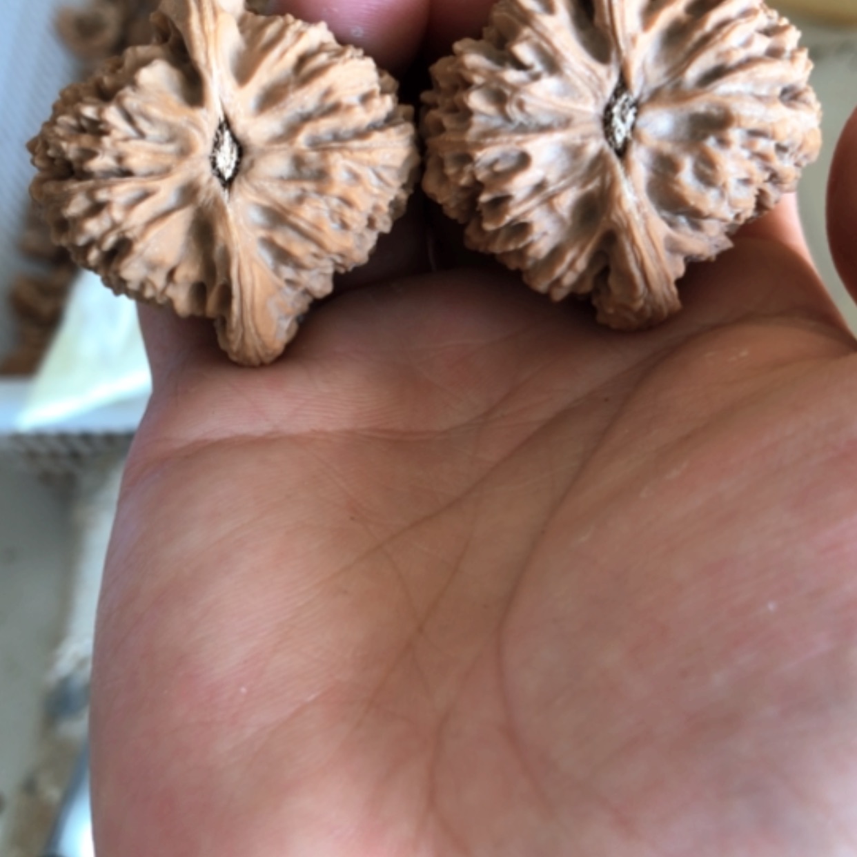 【闪购商品】木核雕不****·
