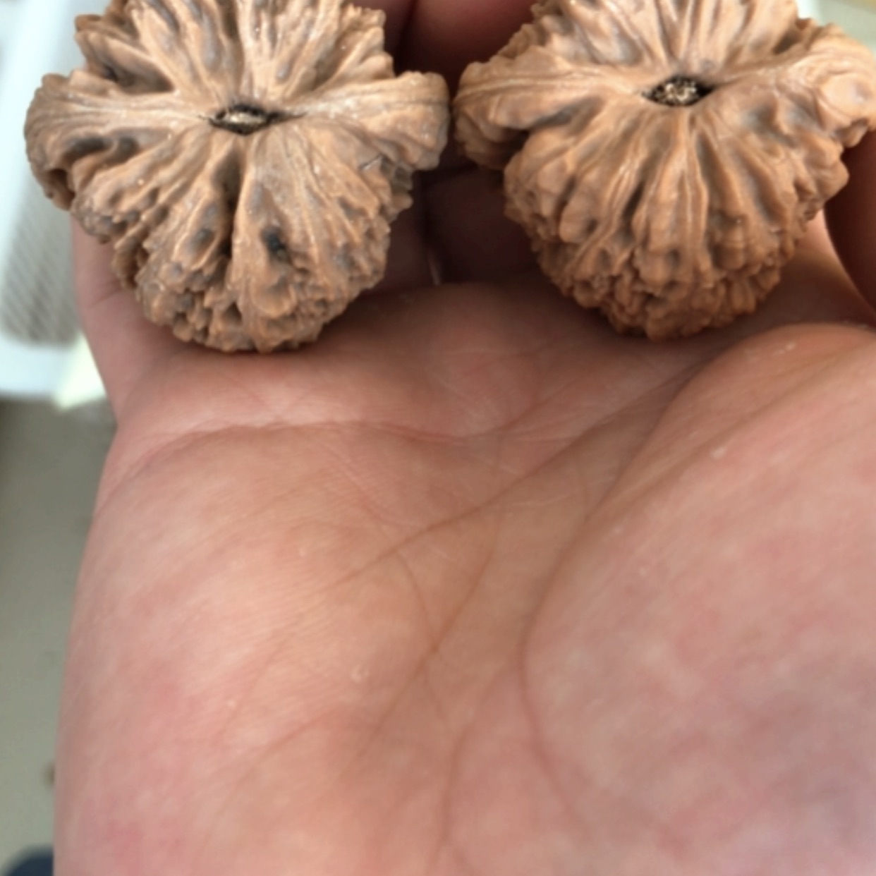 【闪购商品】木核雕本
