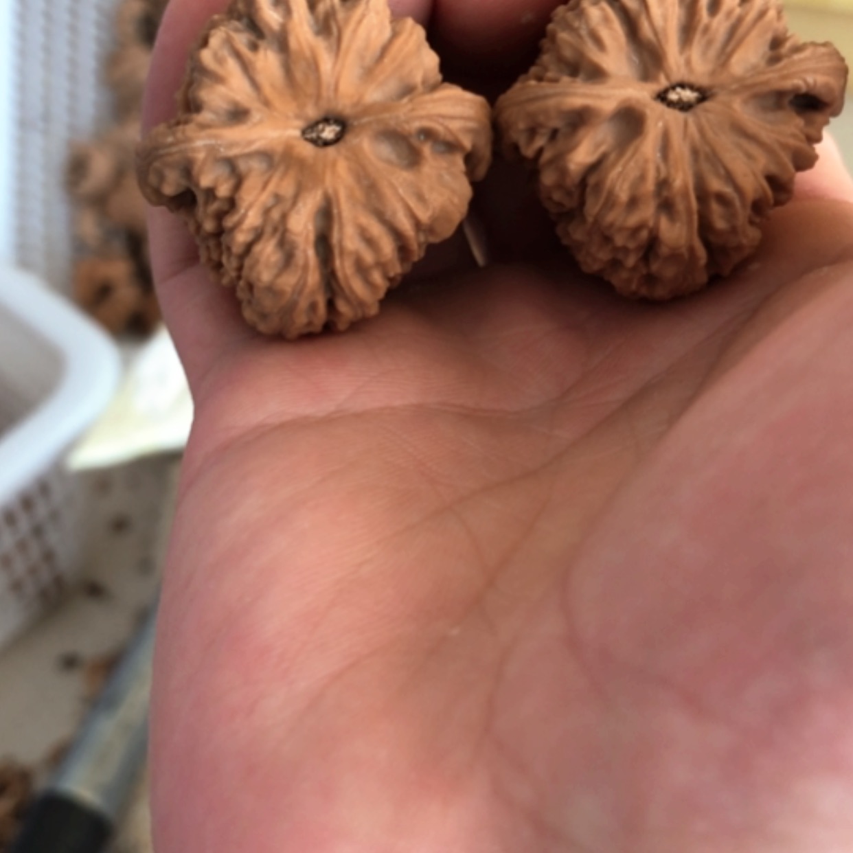 【闪购商品】木核雕超****?