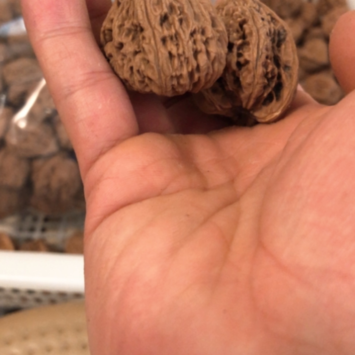 【闪购商品】木核雕用****0