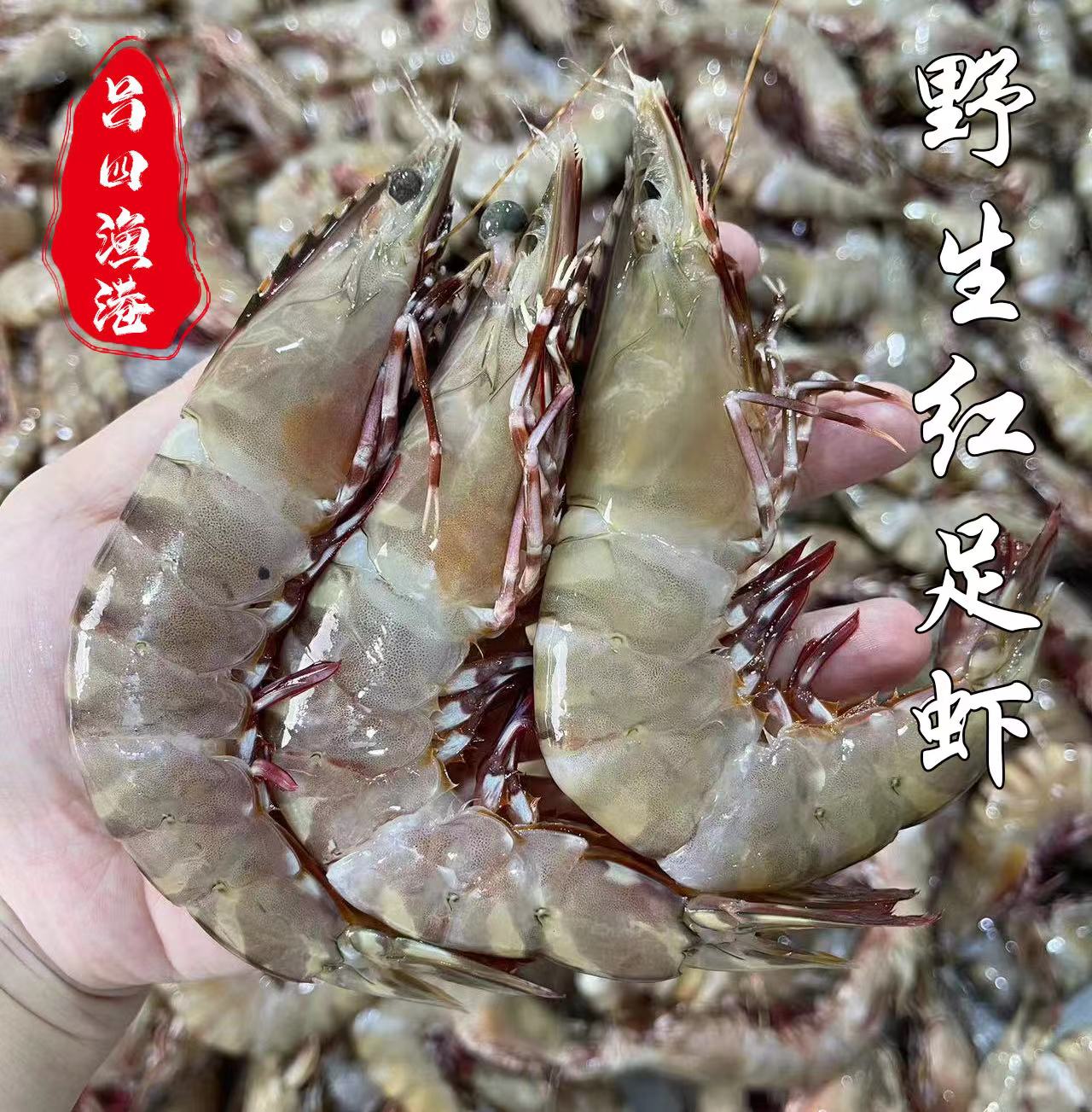 启东吕四港野生海捕红足虾红爪虎虾大对虾