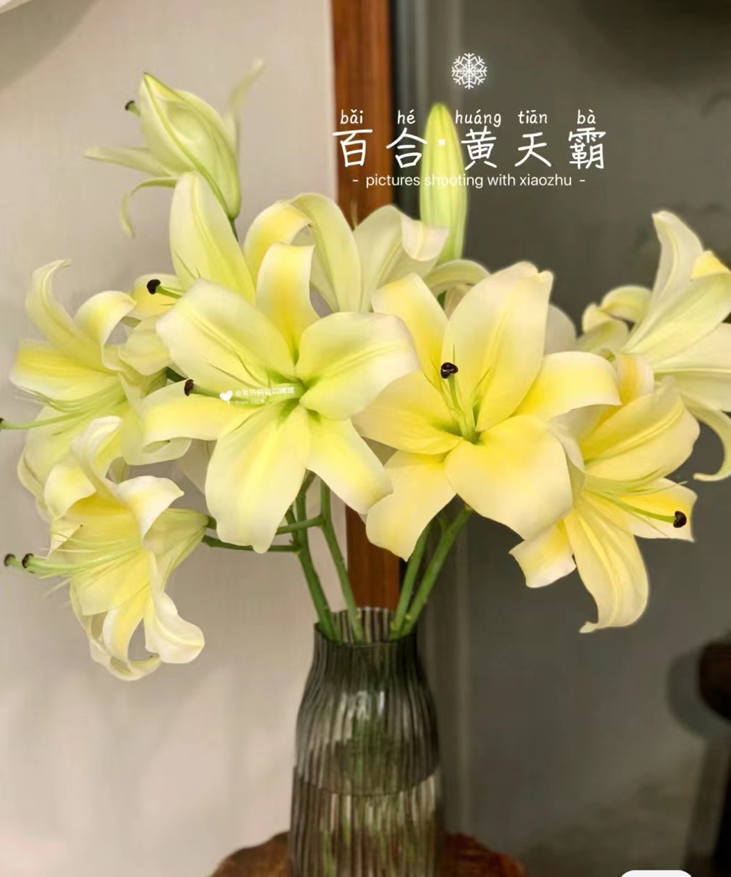 稀有单瓣香水百合种球（保证开花颜色对版）