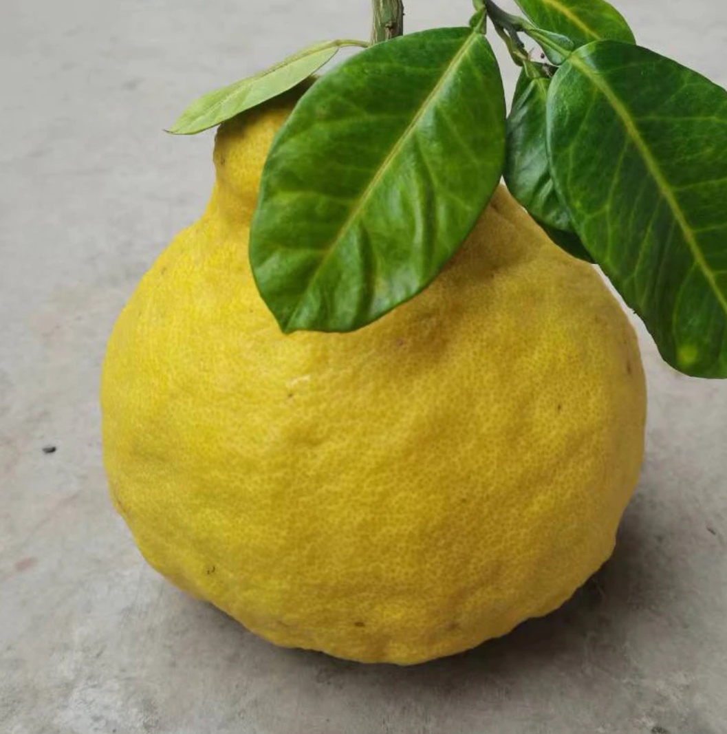 合江真龙柚，纯甜无酸，肉脆果香，老树果