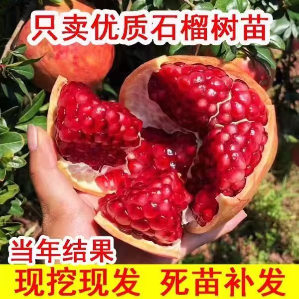 特大软籽石榴树苗无籽超甜南方北方种植盆栽地载庭院种植当年结果