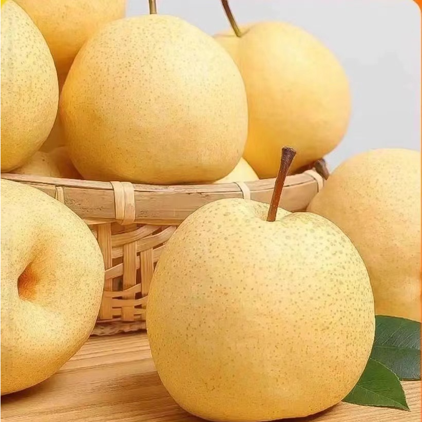 山西贡梨酥梨当季新鲜皮薄肉厚酥脆无渣颗颗爆汁产地直供6-9个