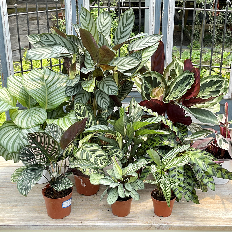 桌面绿植小花盆栽【随机发一盆】