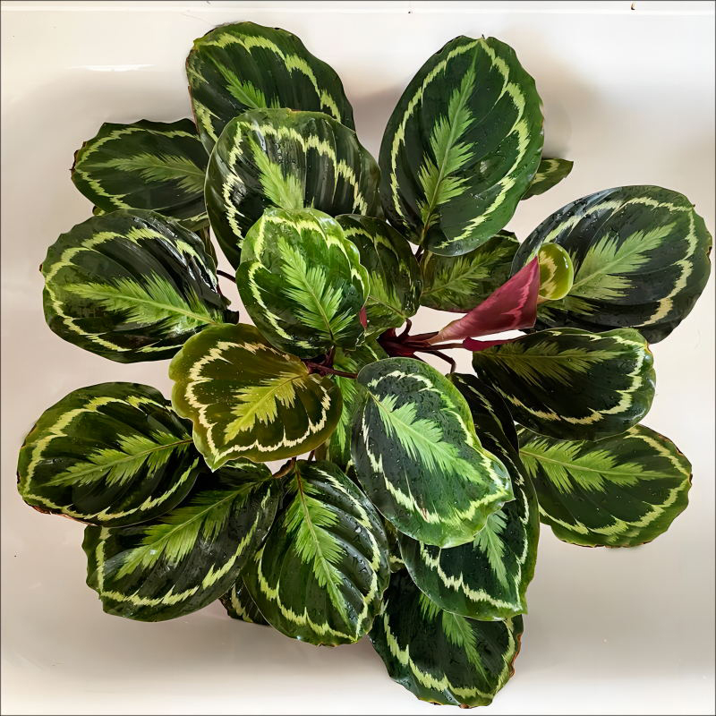 彩虹竹芋 盆栽绿植
