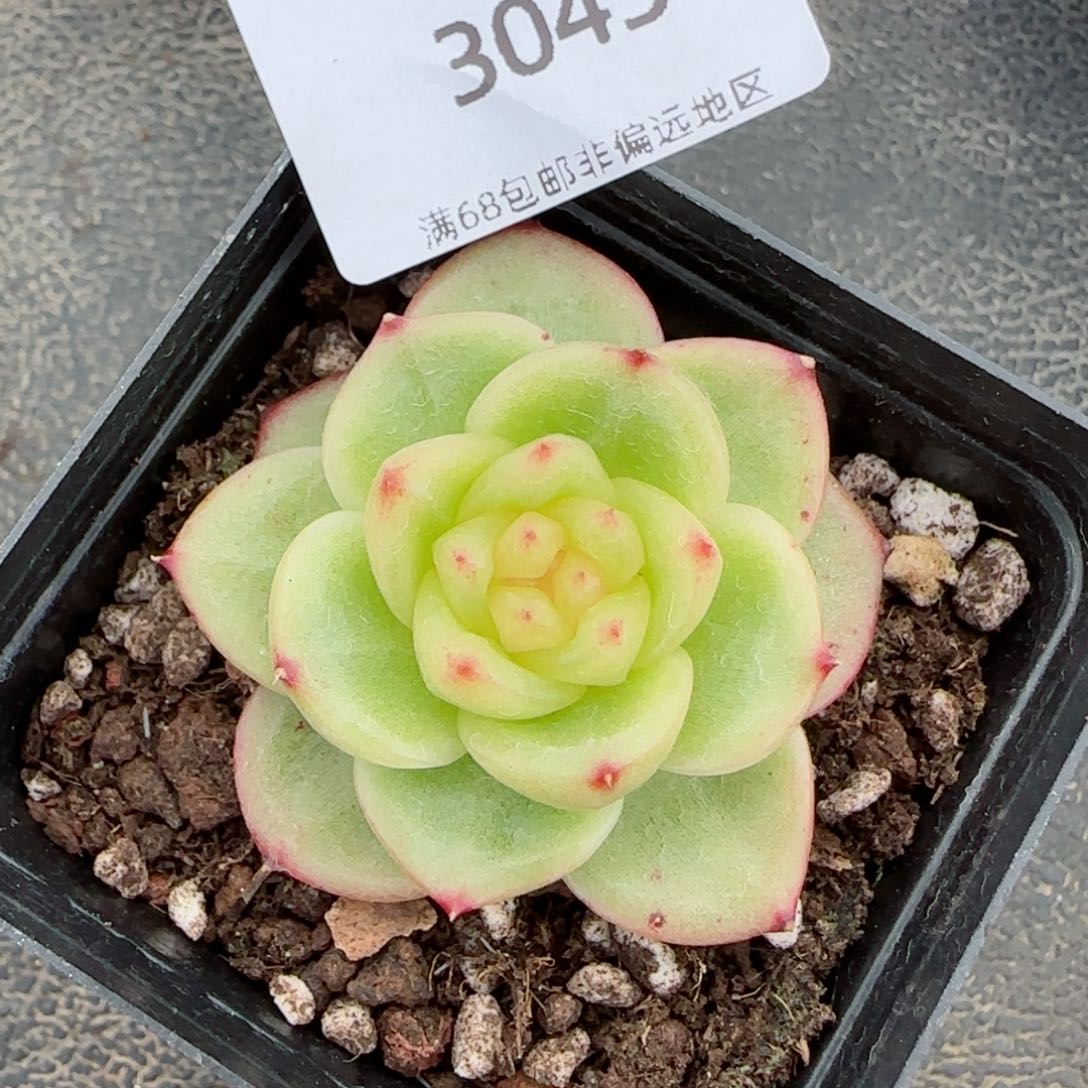 麦芽糖珍妮多肉。 3043。