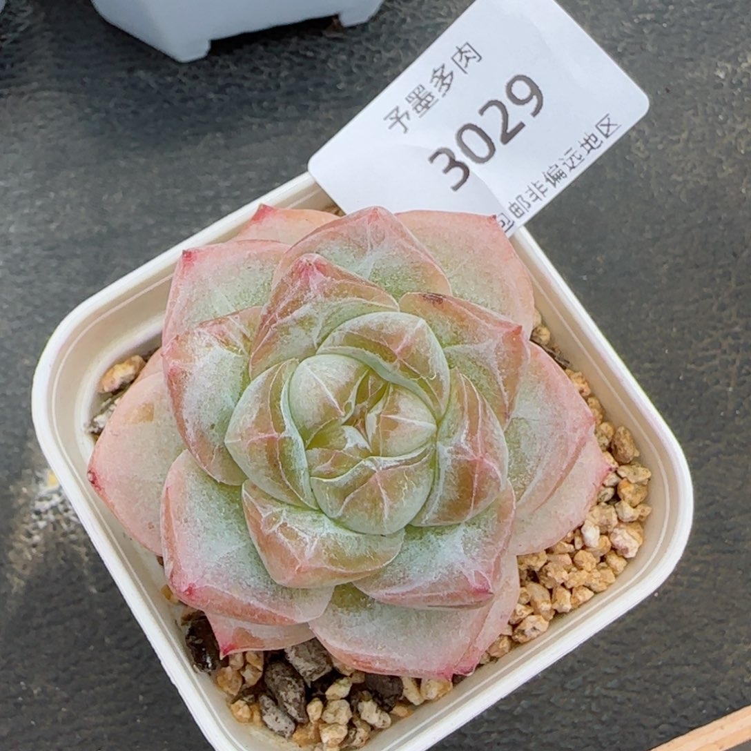 长相思。   3029。