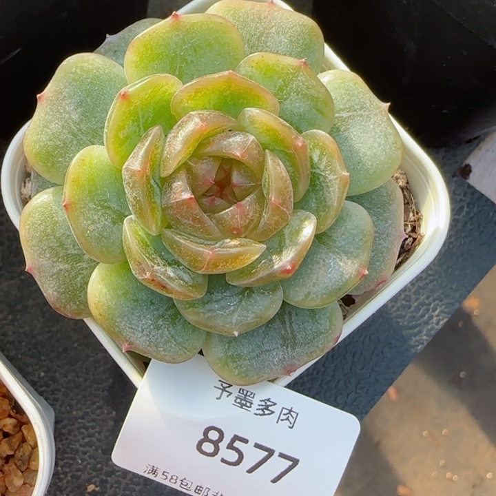 白恋。 8577。