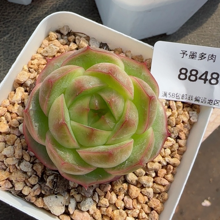 碧海珍妮。  8848。