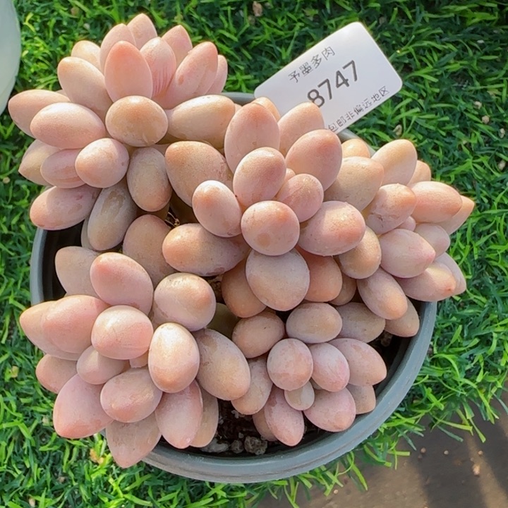 粉色恋人。   5747。