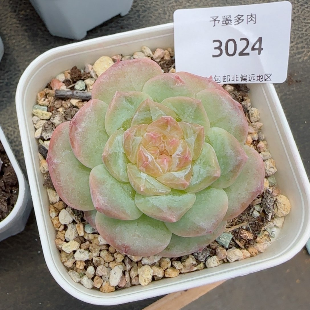 孤品。  3024。