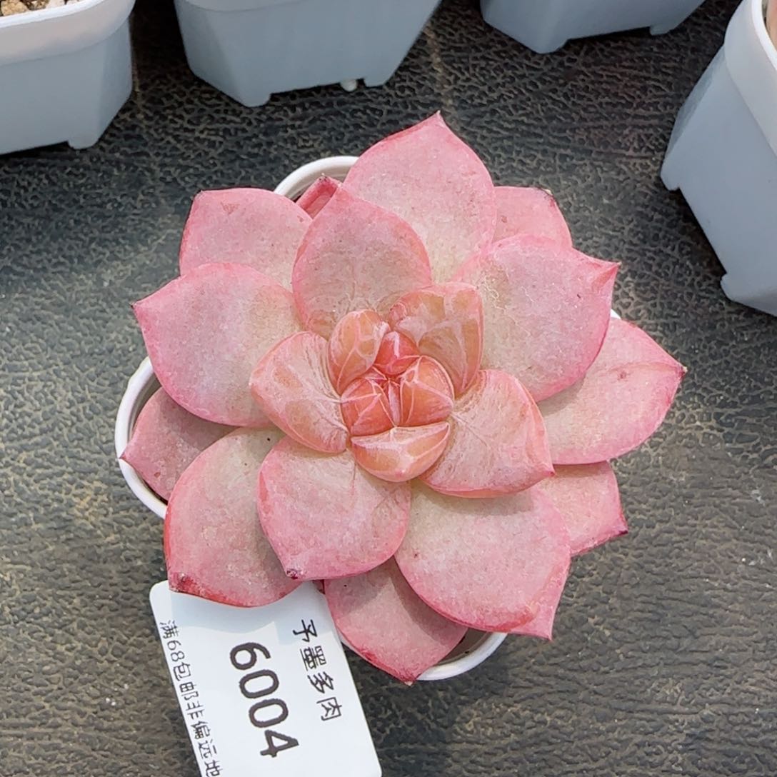 芳草系列。  6004。