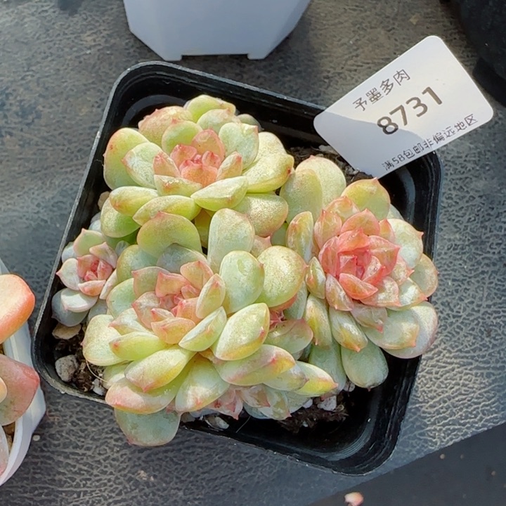 梦幻珍妮群。  8731。