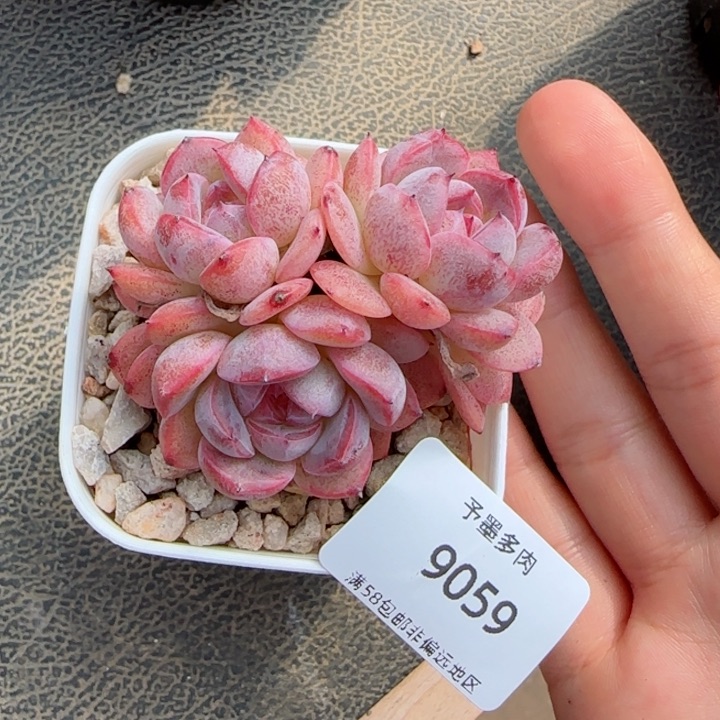 森林玫果。   9059。