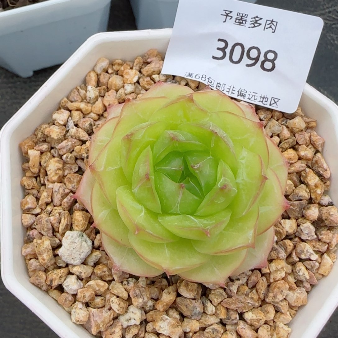 边线珍妮。      3098。