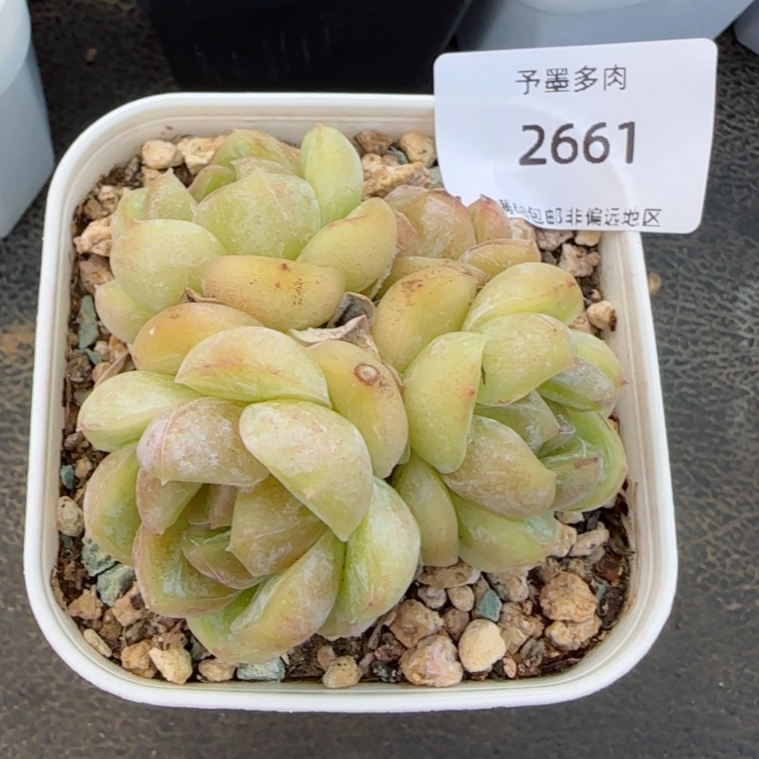 胖虎。     2661。