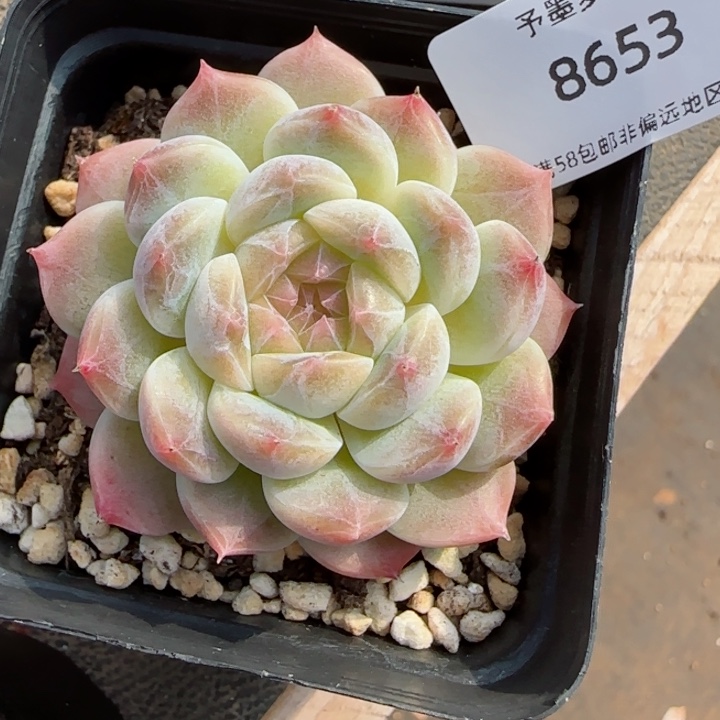 白巧冰魄。  8653。