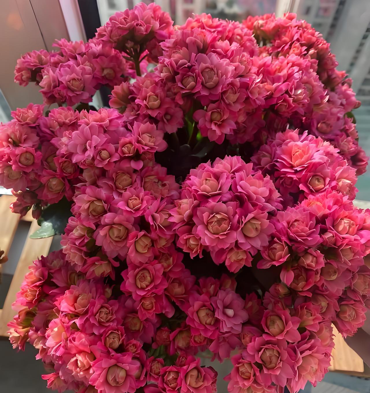 【豆沙皇后】110盆重瓣型长寿花带花苞室内外好养绿植盆栽