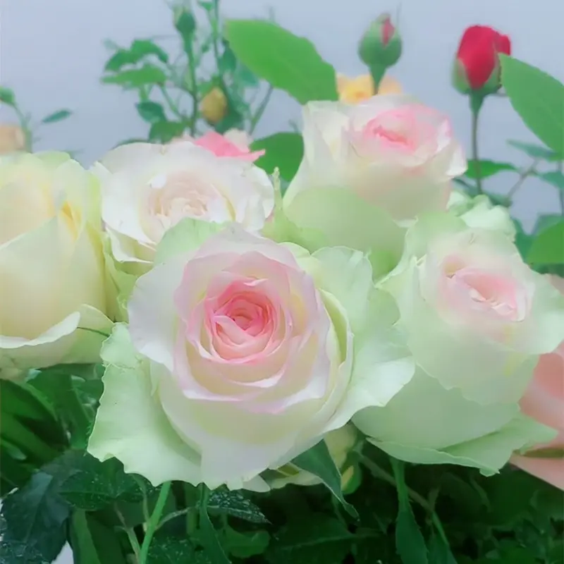 【甜蜜爱莎】玫瑰花苗月季花苗盆栽地栽阳台庭院蔷薇花苗四季开花