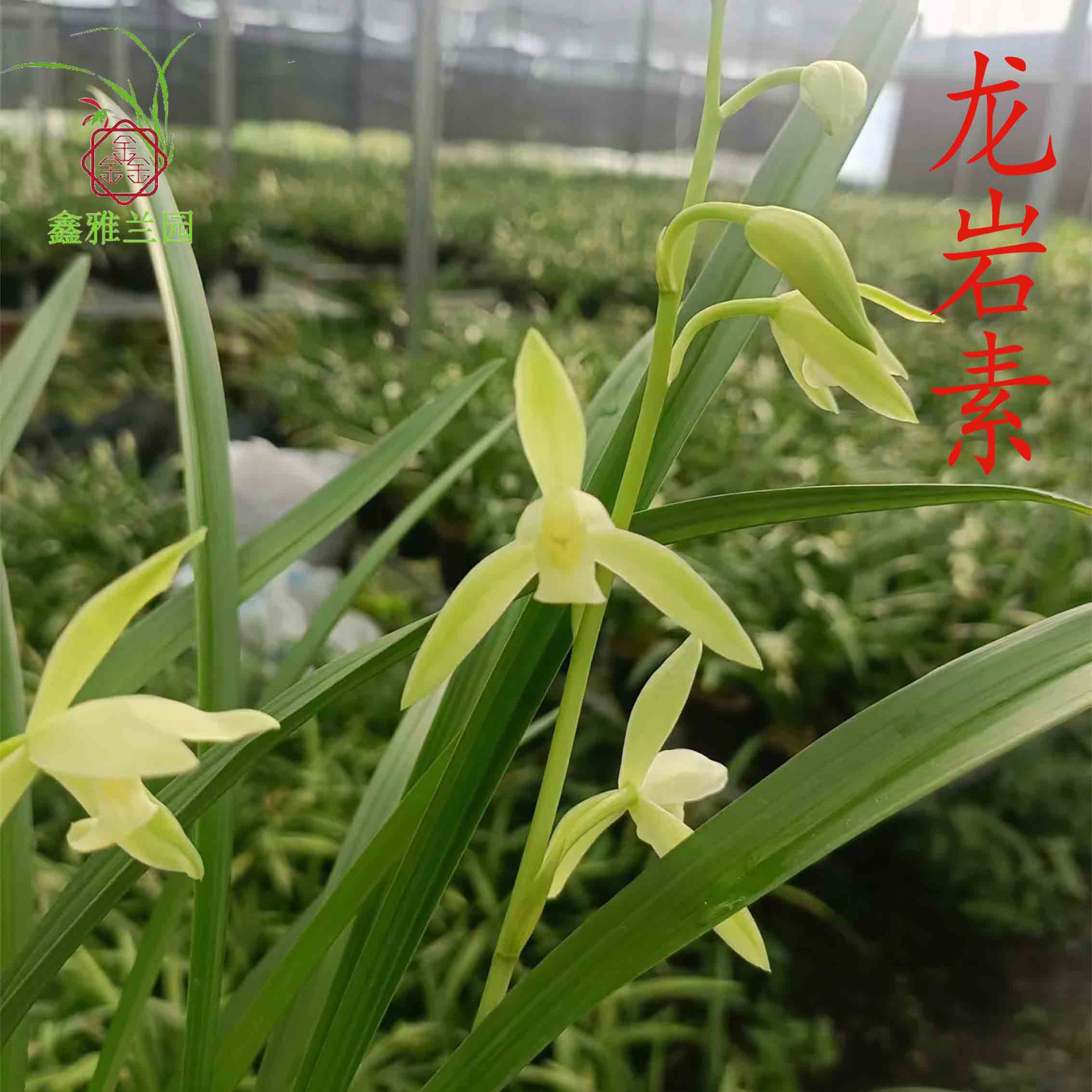 鑫雅花卉龙岩素大凤素大荷素黄金彩虹宝岛胭脂建兰四季好养兰花