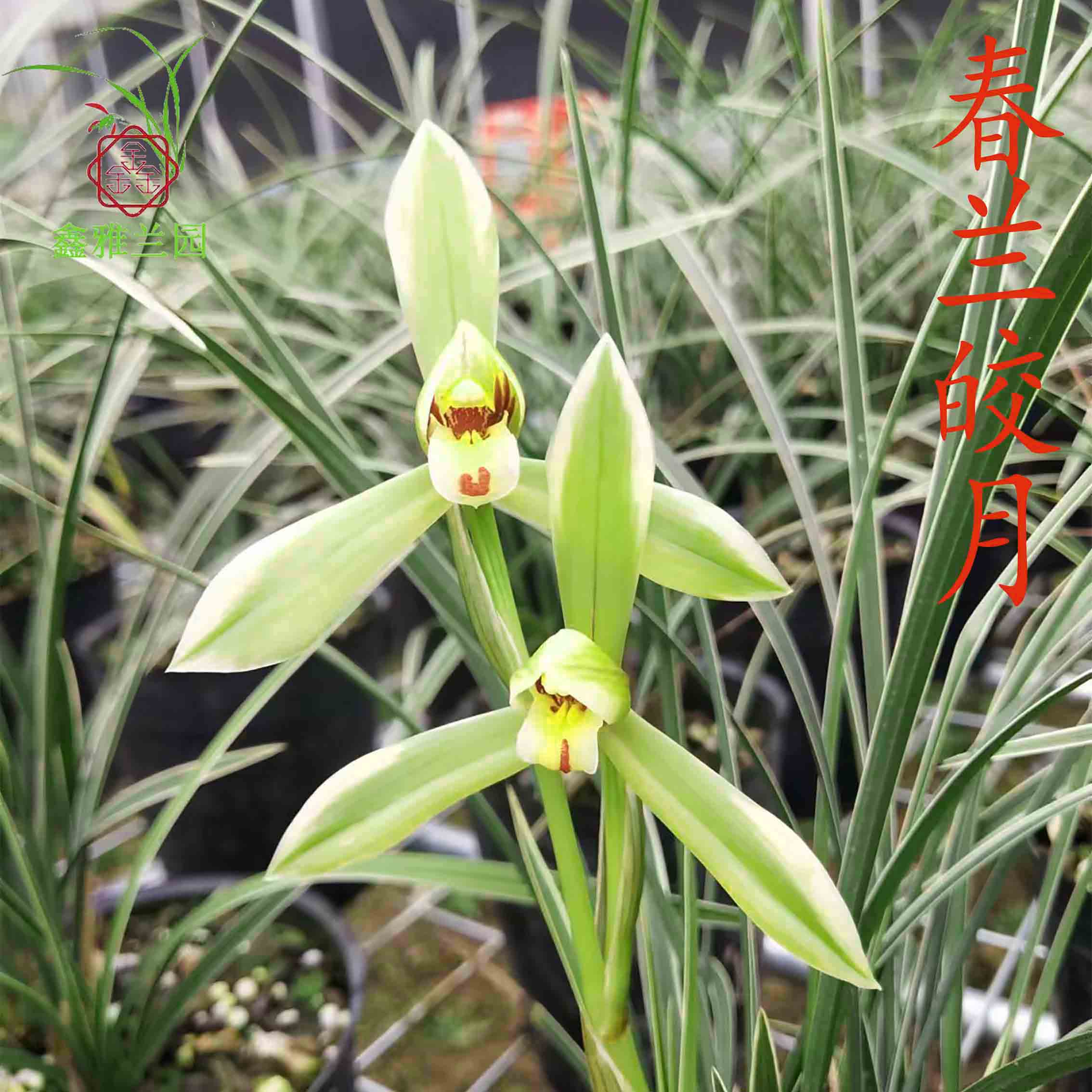 鑫雅花卉江南雪皎月线艺春兰铭品婵翼梅瓣浓香好养绿植花卉盆栽