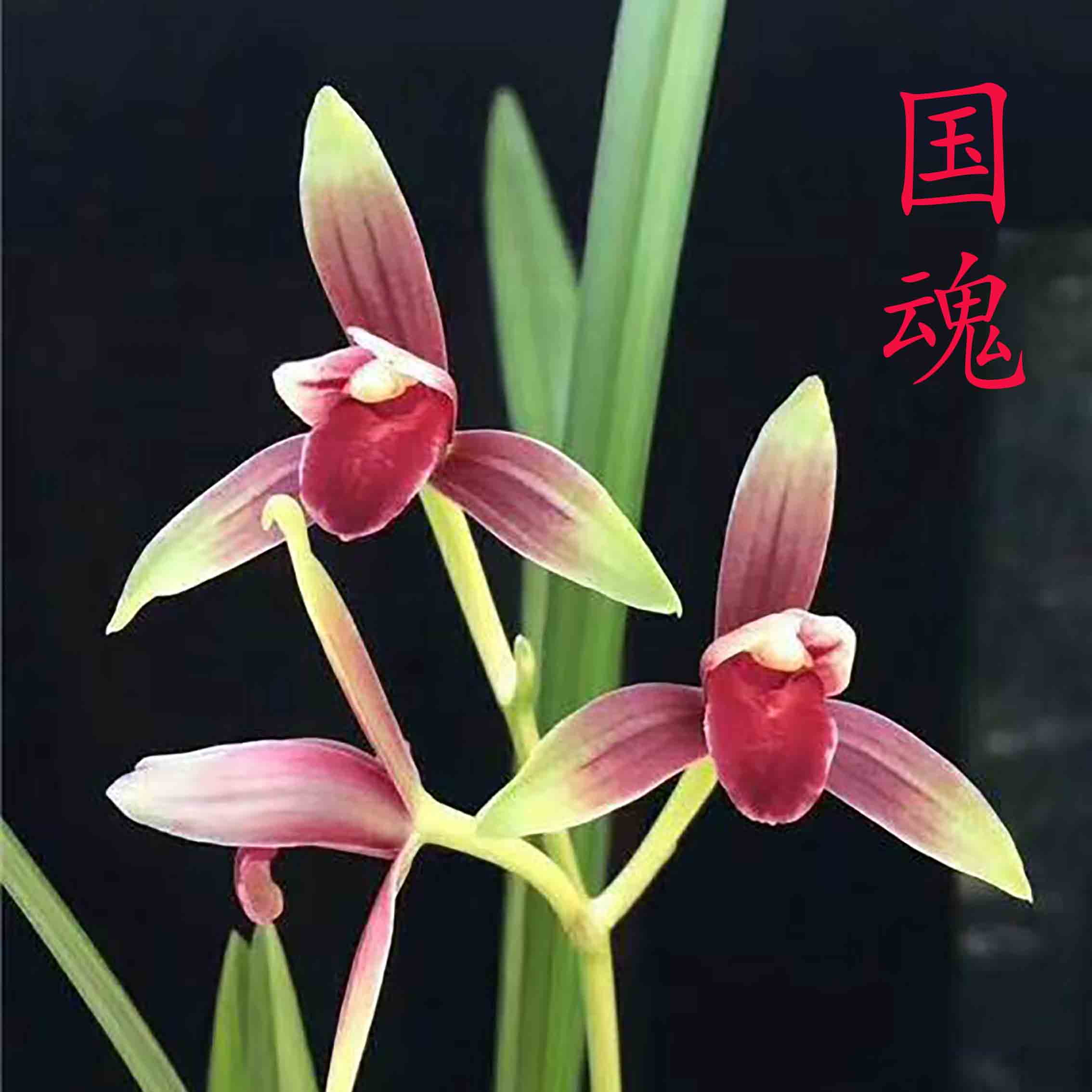 鑫雅花卉国魂兰花建兰三剑客之第一名贵兰草浓香好养绿植花卉盆栽
