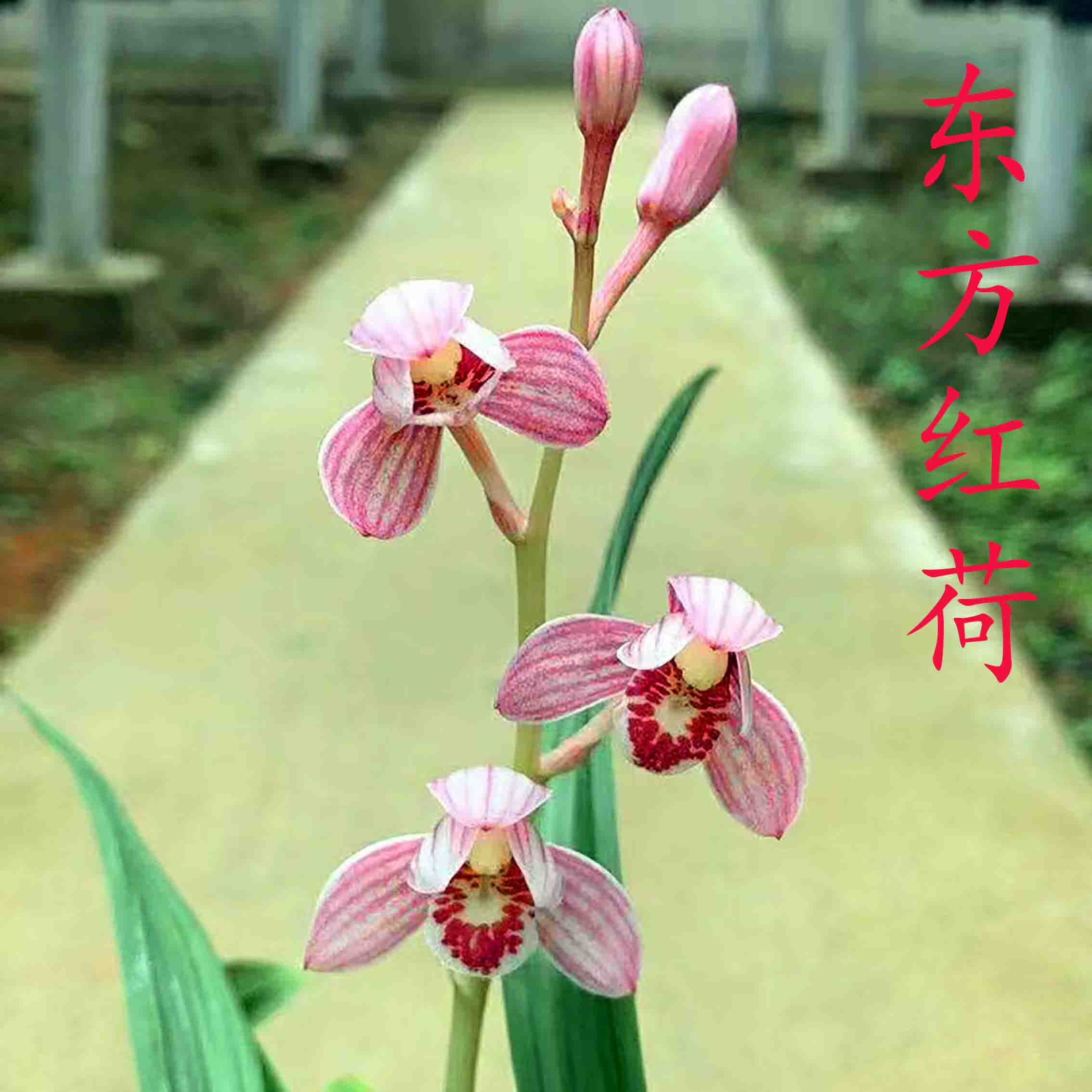 鑫雅花卉东方红荷正格荷瓣红花建兰勤花四季绿植耐活盆栽兰花苗