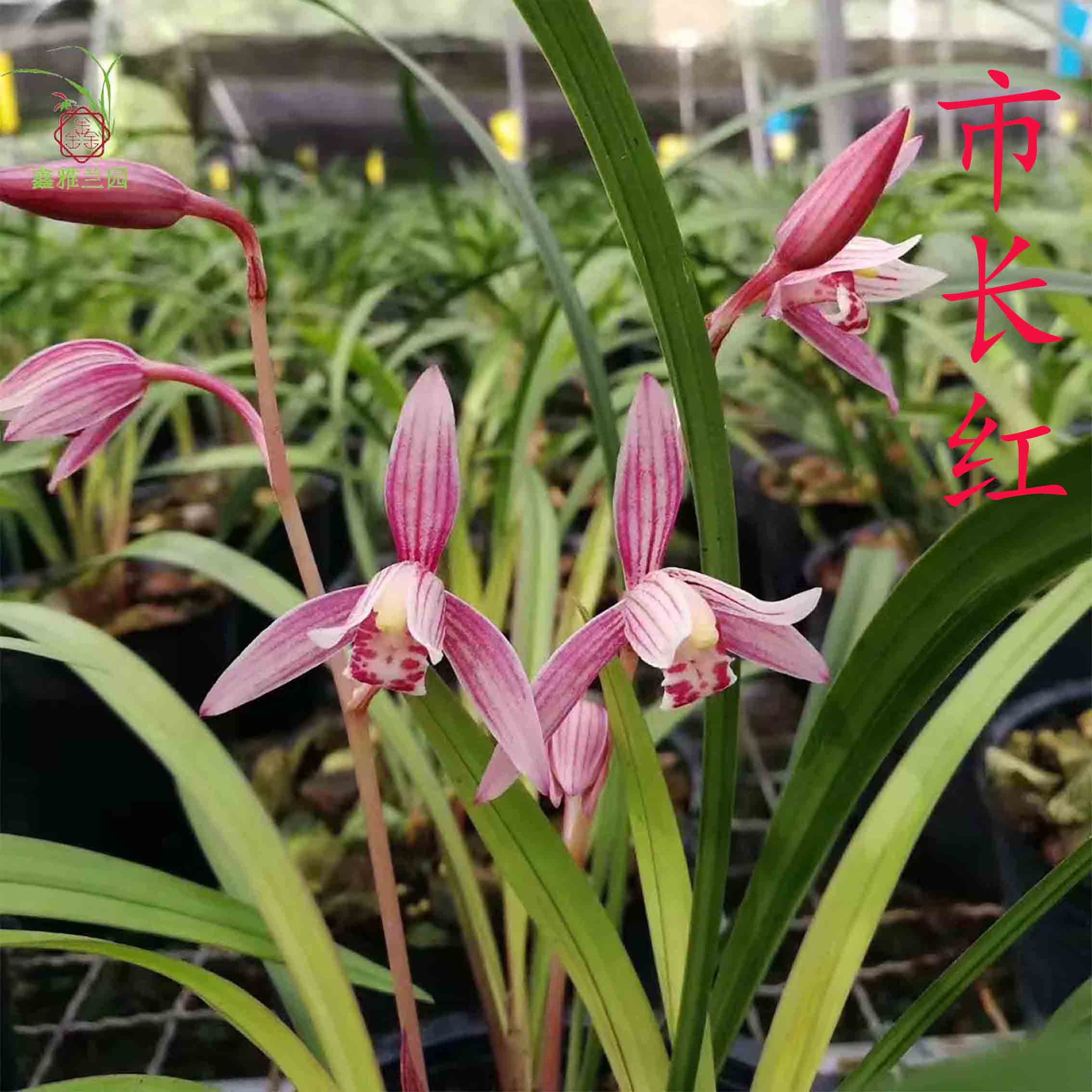 鑫雅花卉市长红建兰红花苗名贵兰花浓香好养夏带花苞室内好养盆栽