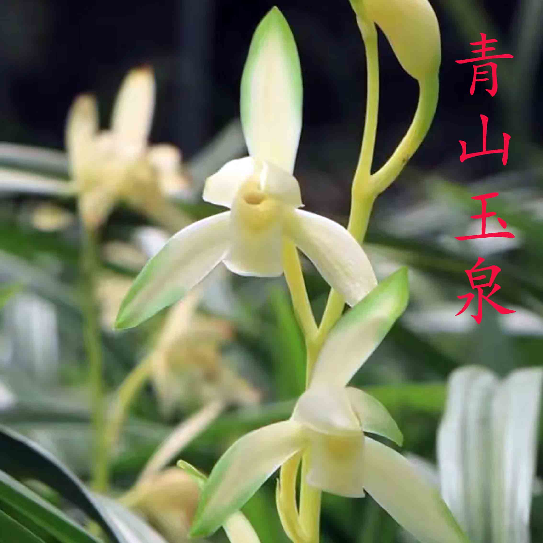 鑫雅花卉青山玉泉建兰勤花国兰经典白色四季绿植耐活盆栽兰花苗
