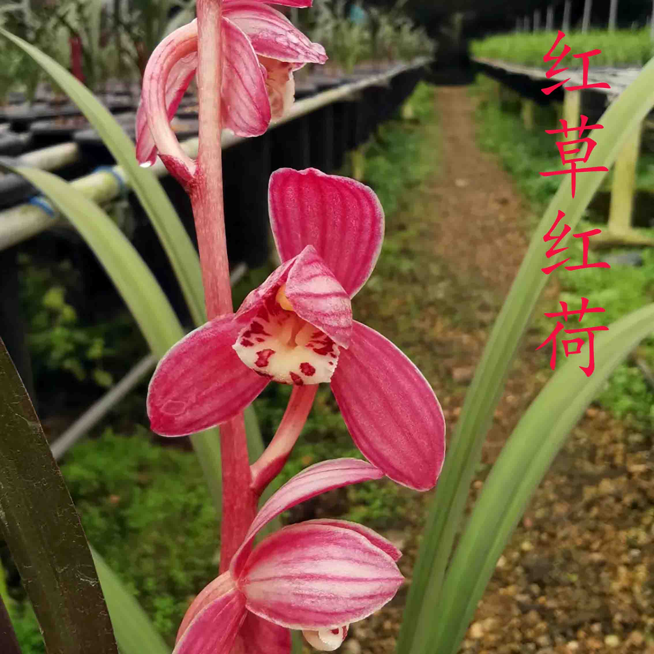 鑫雅花卉红草红荷红花荷瓣建兰名贵兰花经典色花好养绿植花卉盆栽