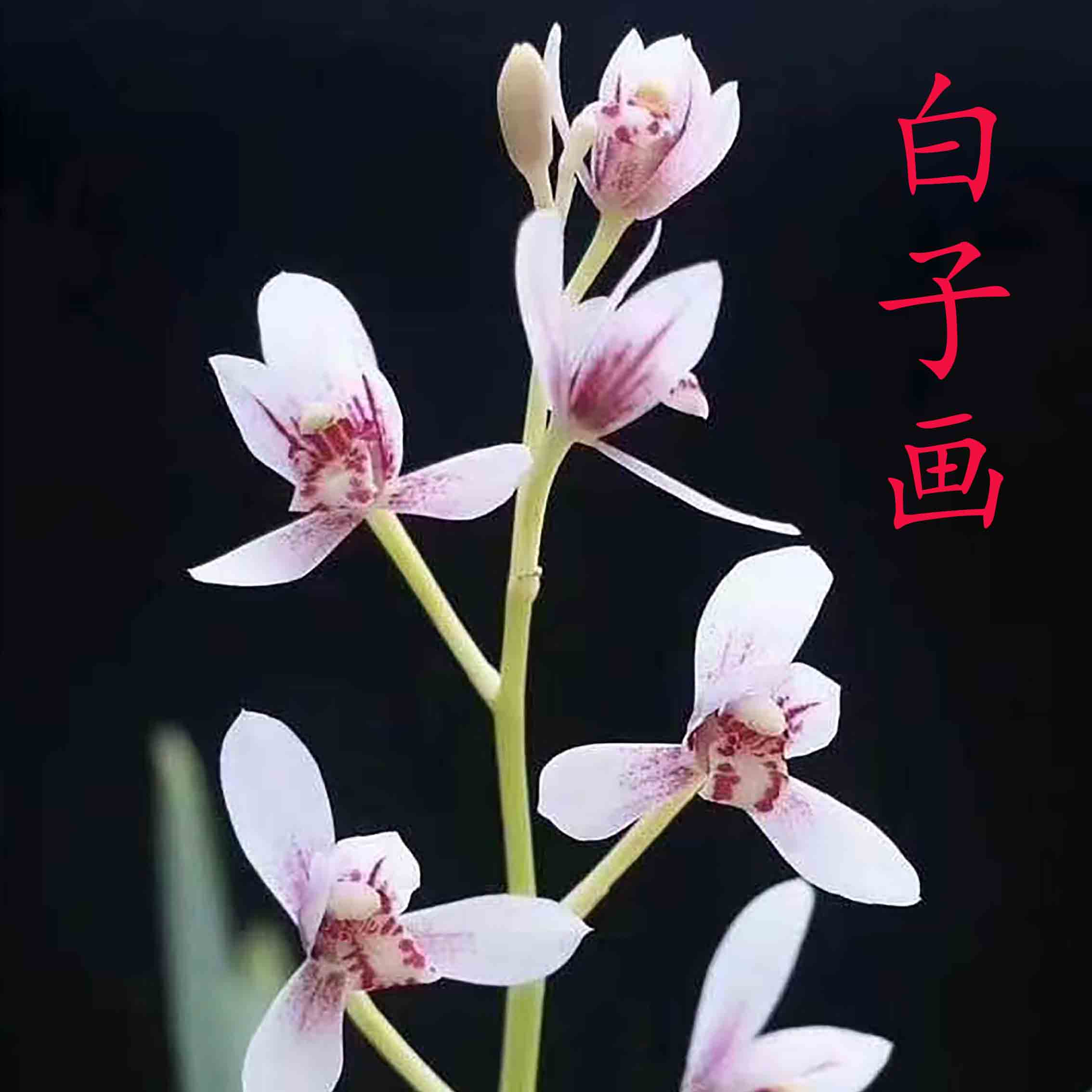 鑫雅兰园白子画建兰白彩素花名贵兰花清香型好养绿植花卉盆栽
