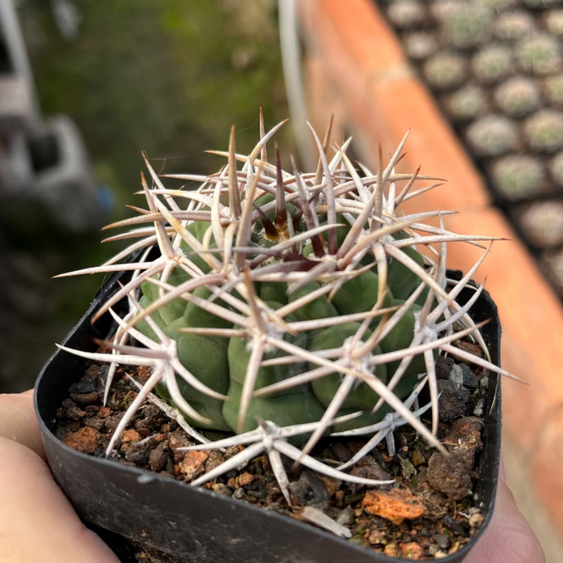 碧岩玉实生仙人球强刺狂刺粗刺多肉植物稀有仙人掌桌面小植物