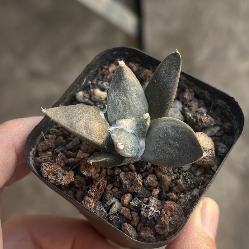 岩牡丹属小苗仙人球实生大萝卜根植物开花仙人掌多肉植物小盆栽