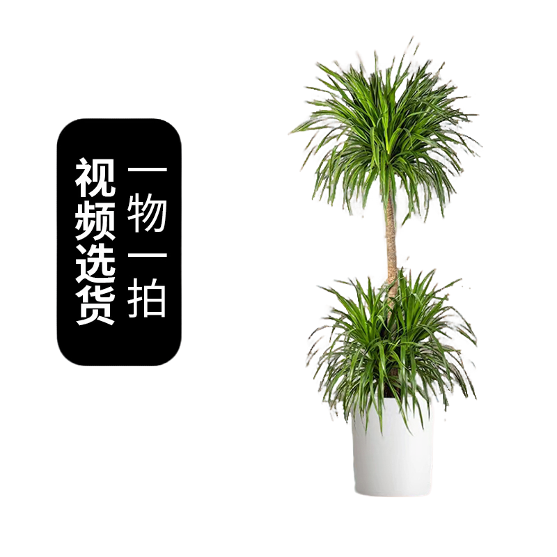 龙血树【一六八】客厅清新好养活室内绿植办公室霸气大叶绿植龙血树