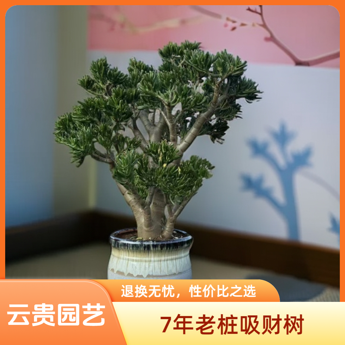 精品吸财树 好种好样南方北方室内室外8年老桩【带盆带土】