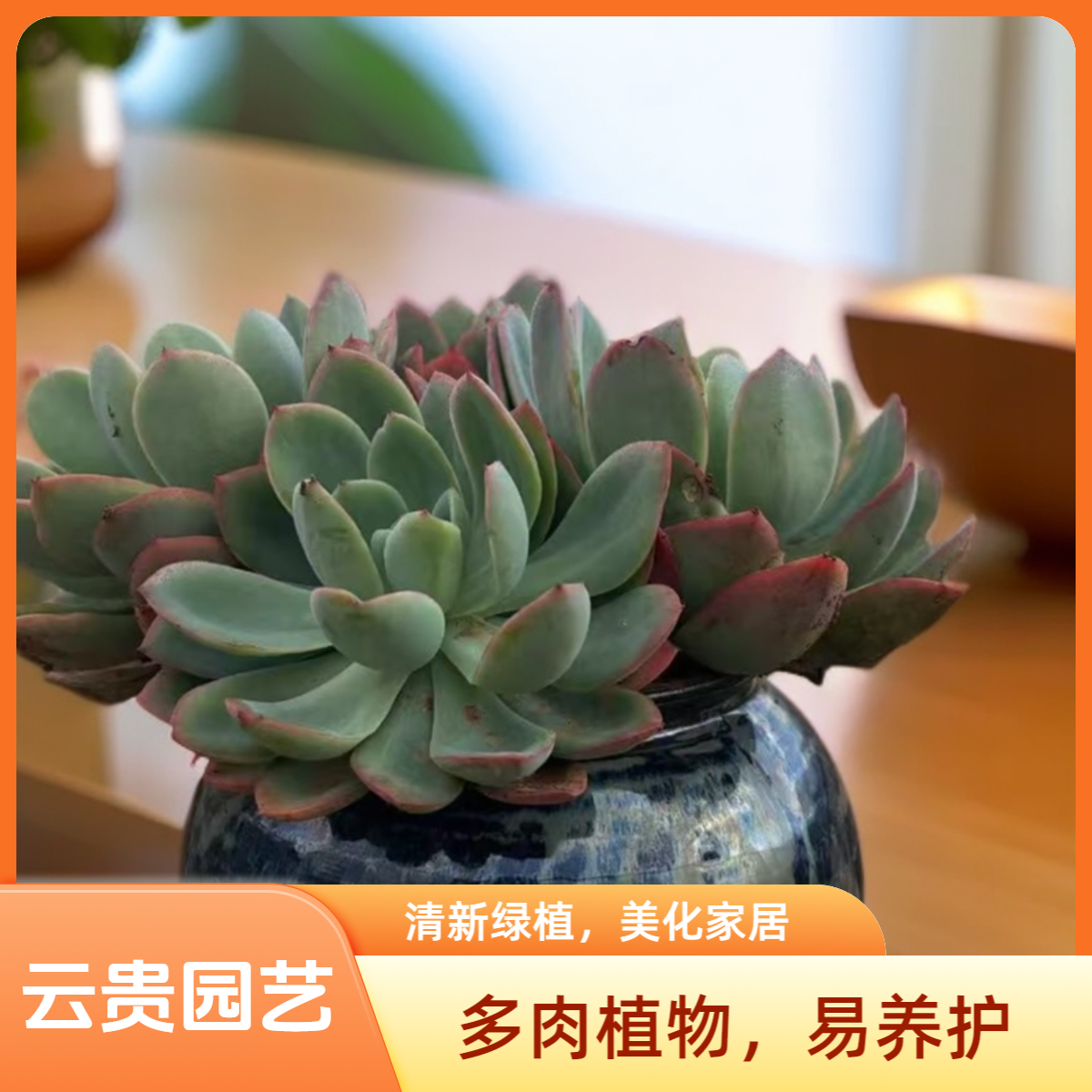 七彩绮罗仙子    多肉植物  好种好养  直径品牌