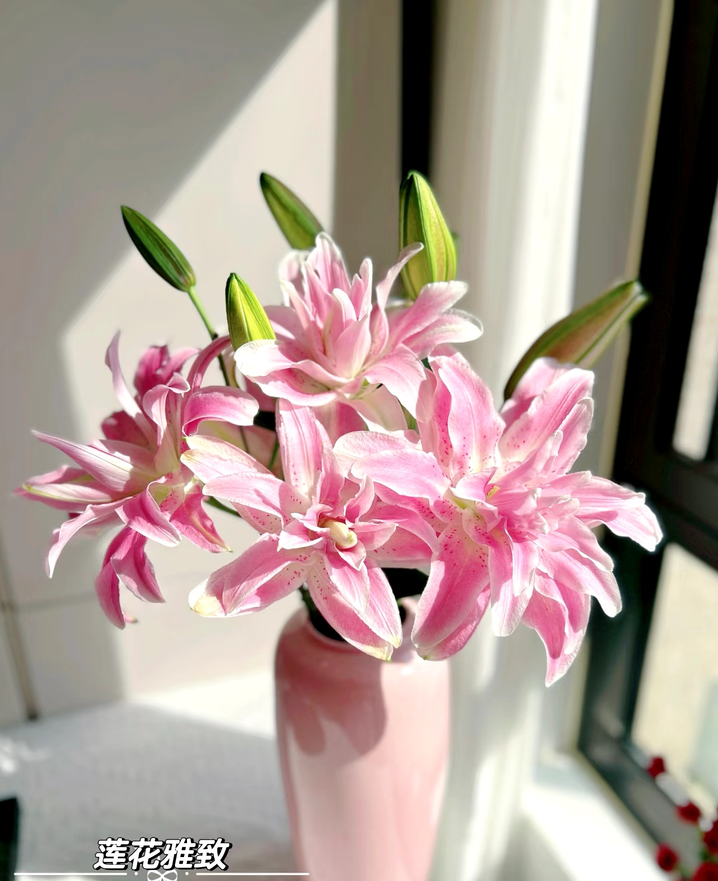 {娟娟优选}莲花雅致特大温柔粉色重瓣百合鲜花