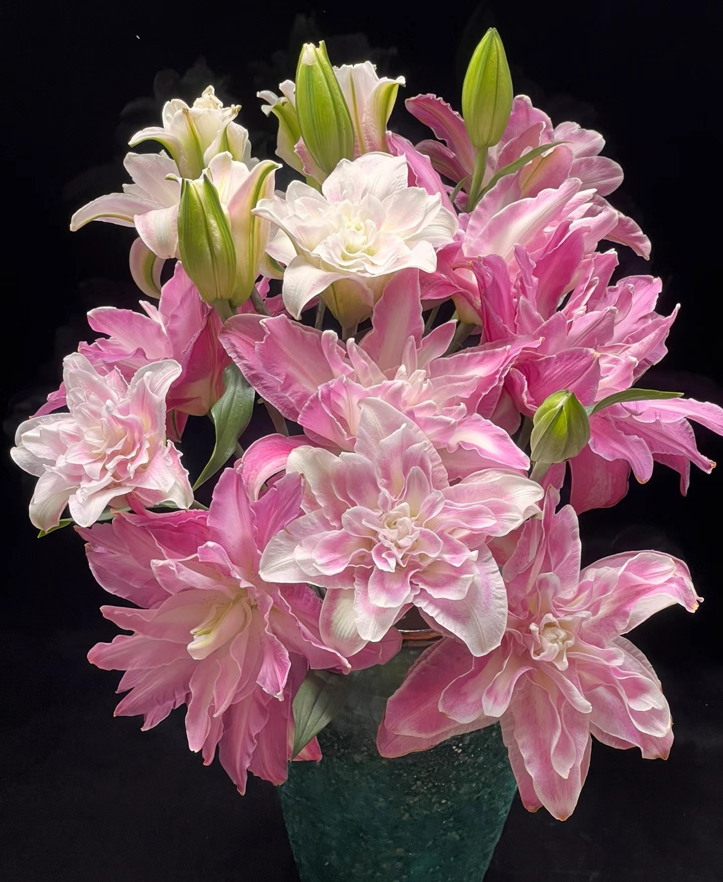 {娟娟花卉} 莲花惊奇 靓丽重瓣百合