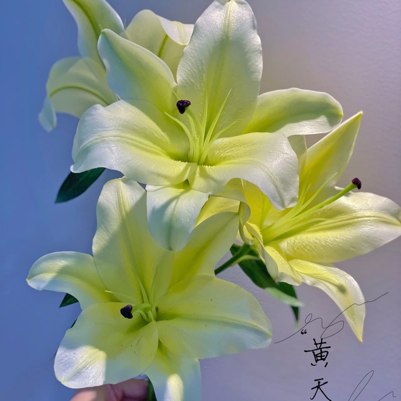 【娟娟花卉】黄天霸浓香香水百合特大鲜花