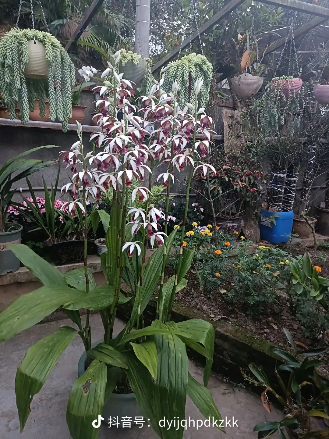 彩花鹤顶兰（高杆浓香）