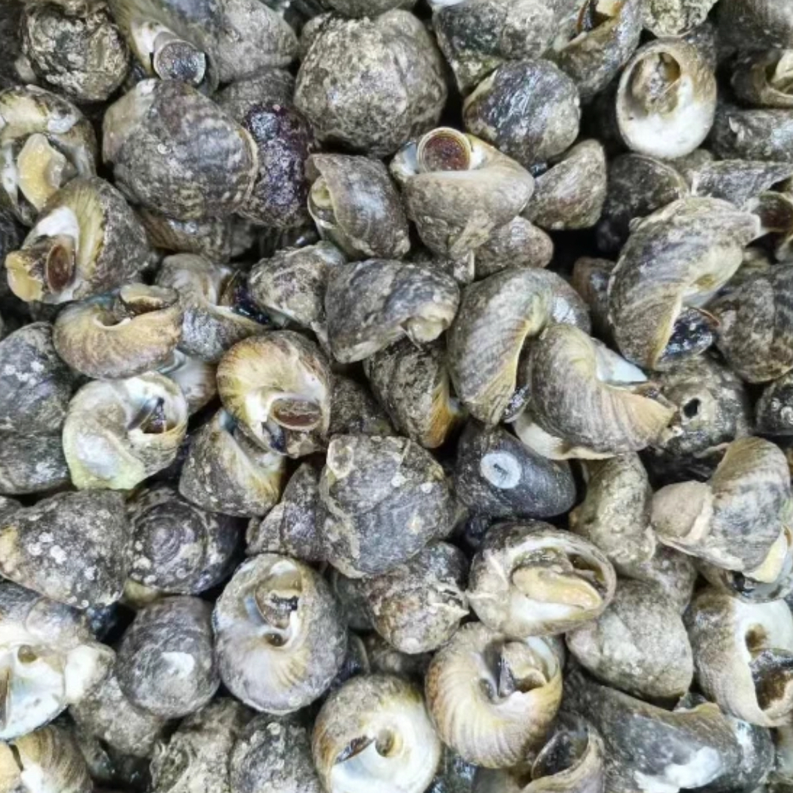 鲜活偏腚螺 草帽螺4斤